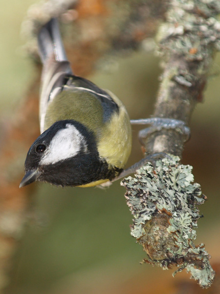 Great Tit