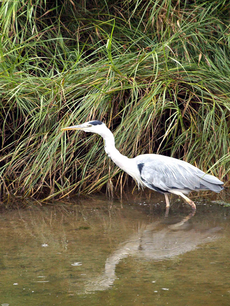 Common Grey Heron