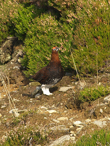 Red Grouse on the moor