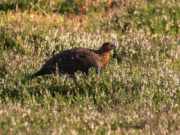 Female Grouse on the Moor