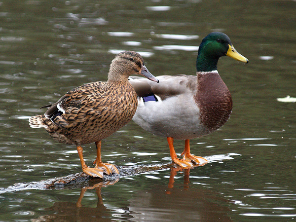 Mallards