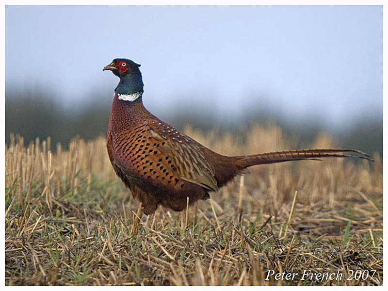 Pheasant