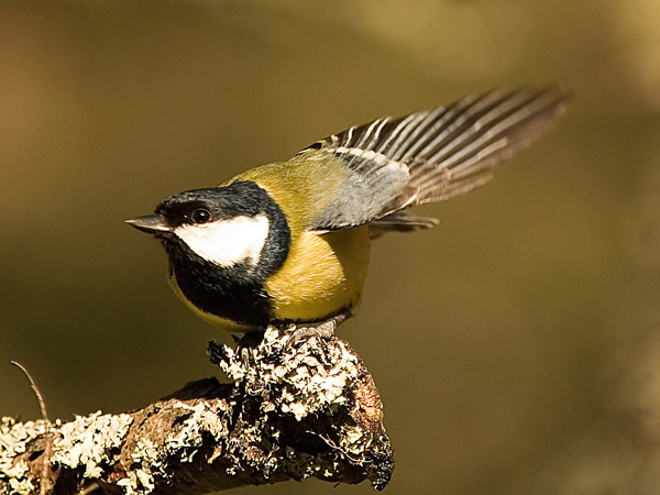 Great Tit (3)