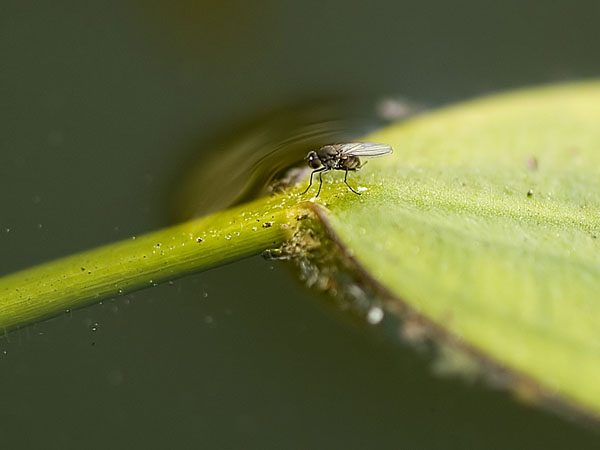 Pond Life