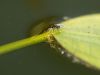 Pond Life