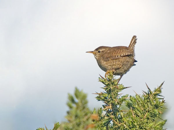 Wren