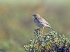 Pipit