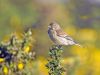 Linnet