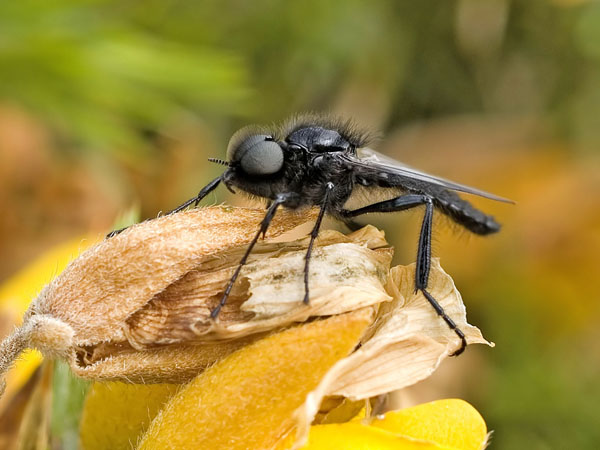 Fly/Insect ?