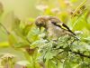 Baby Goldfinch