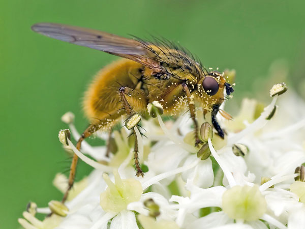 Fly 2