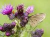 Butterfly/Moth ?