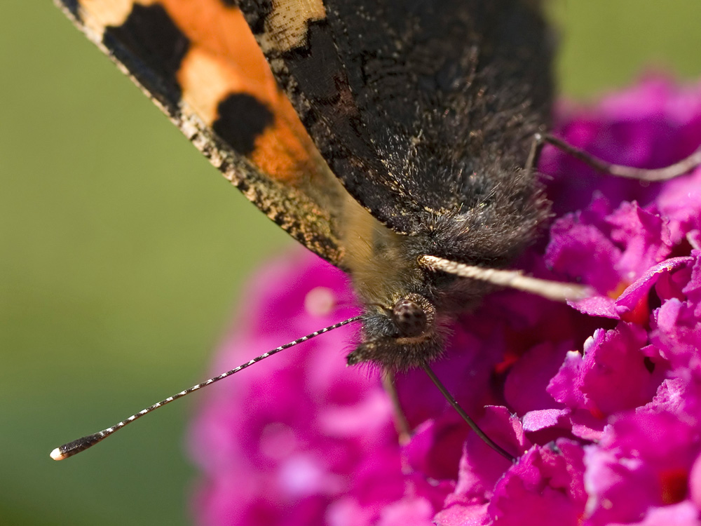 Butterfly (3)