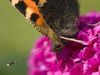 Butterfly (3)
