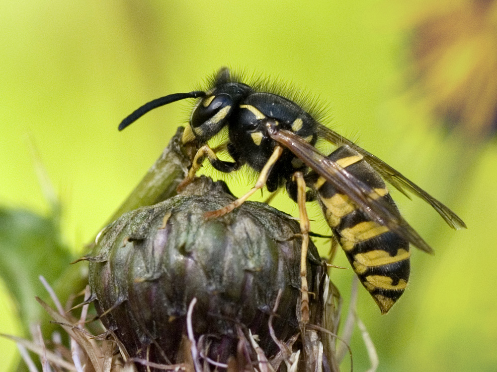 Wasp