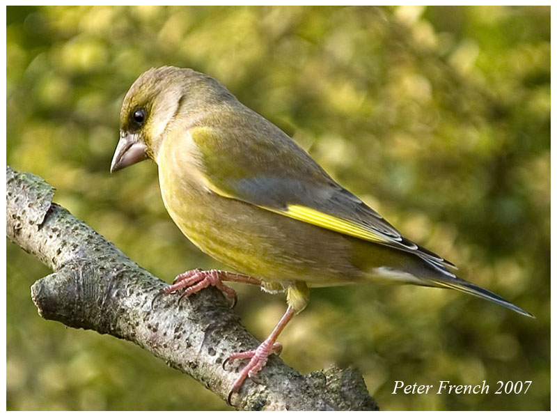 Greenfinch