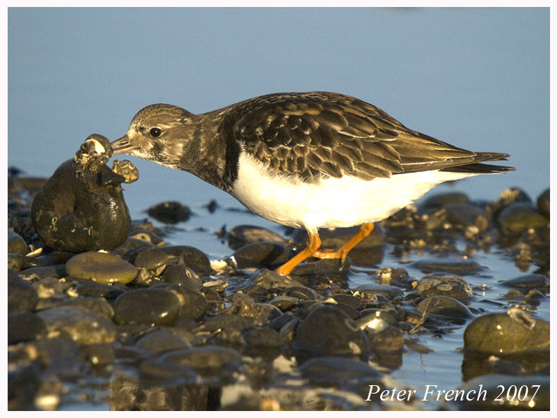 Turnstone