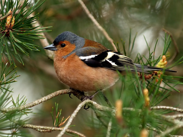 European Chaffinch