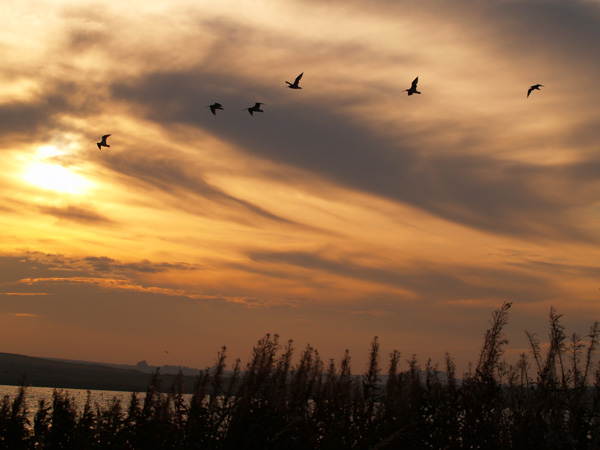 Curlew Sunset