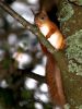 Red Squirrel by Peter French