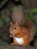 Red Squirrel 2 by Peter French