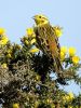 Yellowhammer