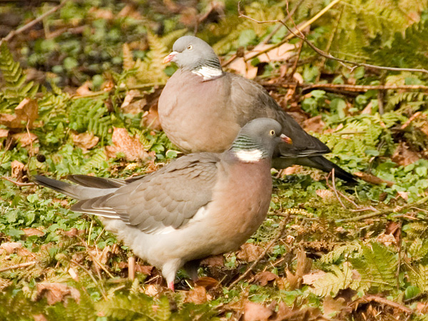 Wood Pigeons