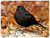 Blackbird