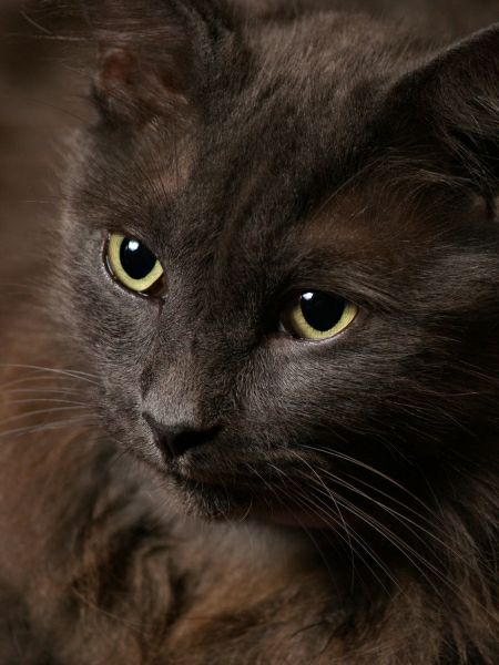 Greyfur