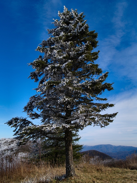 Ice Tree