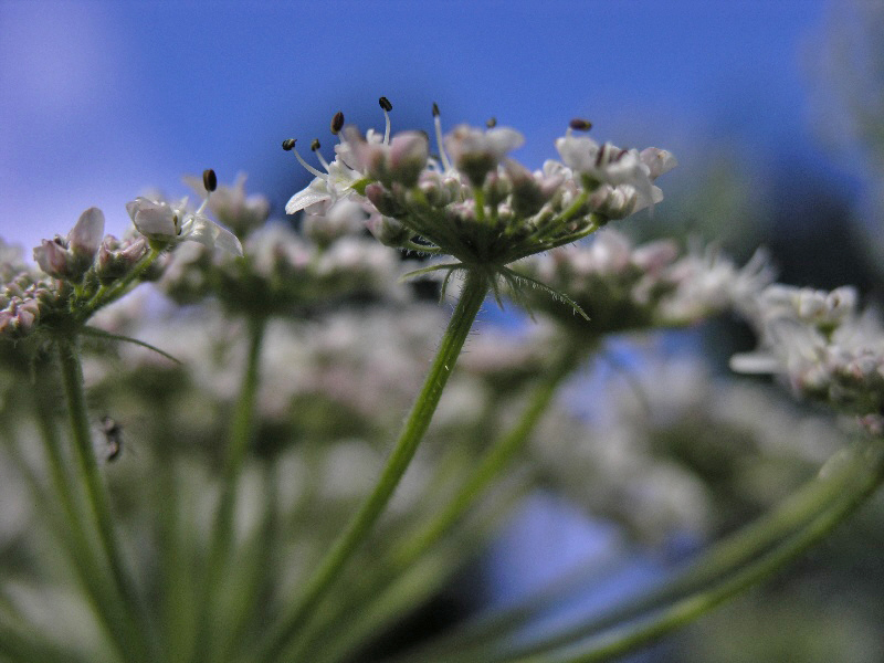 Wiesenblumen