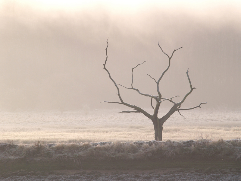 Misty Tree