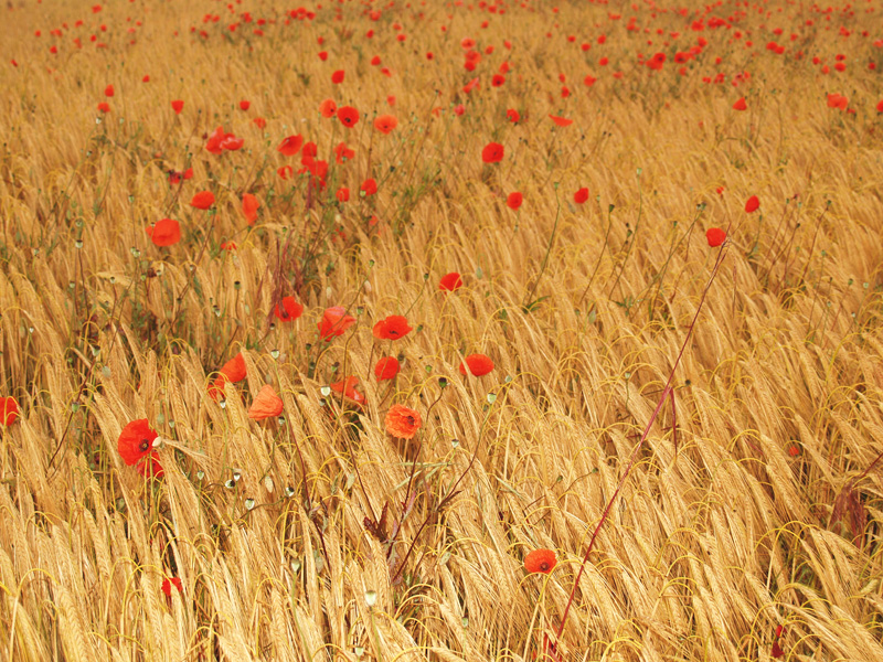 Poppies 1