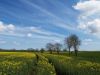 Rape Field 1 by barry cross