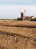 Cley Windmill by barry cross