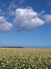 Daffodil Field by barry cross