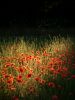 Poppy Field 3 by barry cross