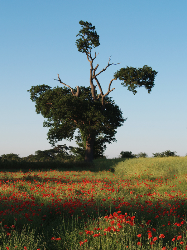 Poppy Field 2