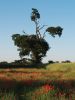 Poppy Field 2 by barry cross