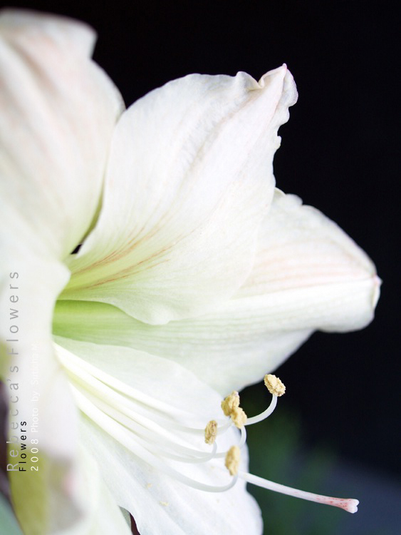 Rebecca's Flowers - 1