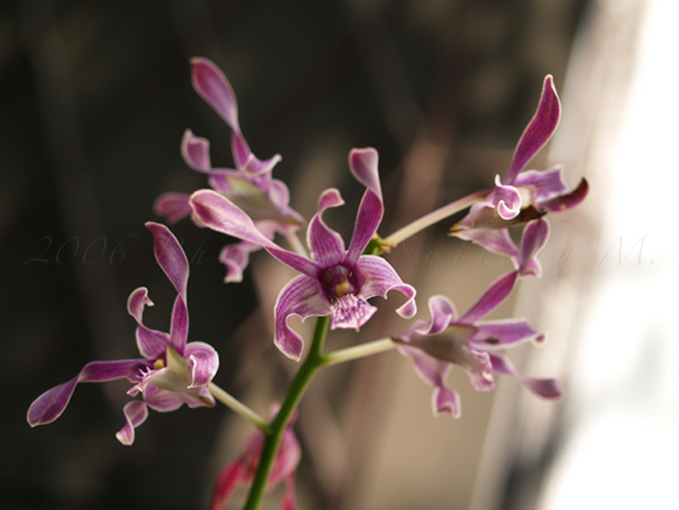 Orchid 1