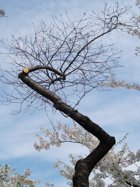 Cherry Blossom, DC (4)