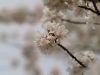 Cherry Blossom, DC (3) by Suticha M