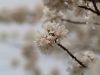 Cherry Blossom, DC (3) by Suticha M
