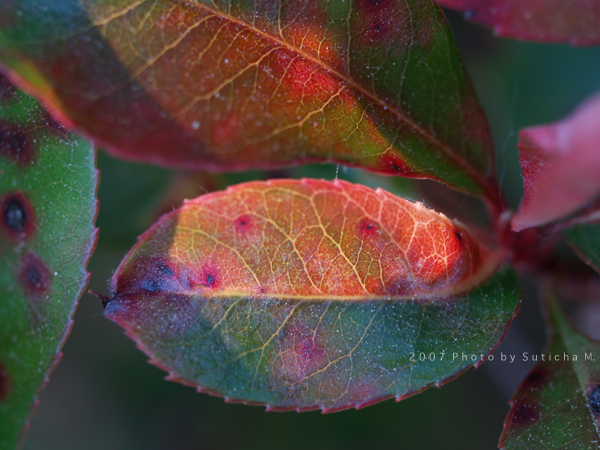The Red Leaf (2)