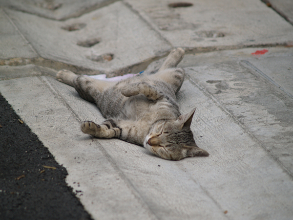 Street Cat