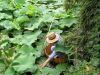 Chinese Gardener