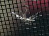 Spider Web by syed noman