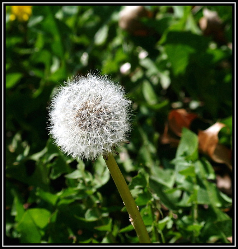 Flower5