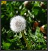 Flower5 by syed noman